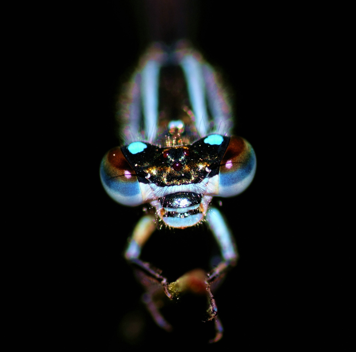 微距镜头下的豆娘,感觉它的"首饰"既齐全又美丽,漂亮极了.