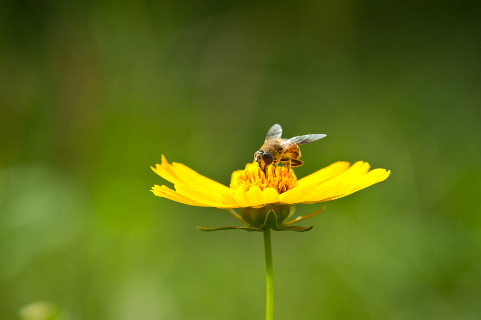 太阳光金亮亮 雄鸡唱三唱花儿醒来了 鸟儿忙梳妆 小喜鹊造新房 小蜜蜂