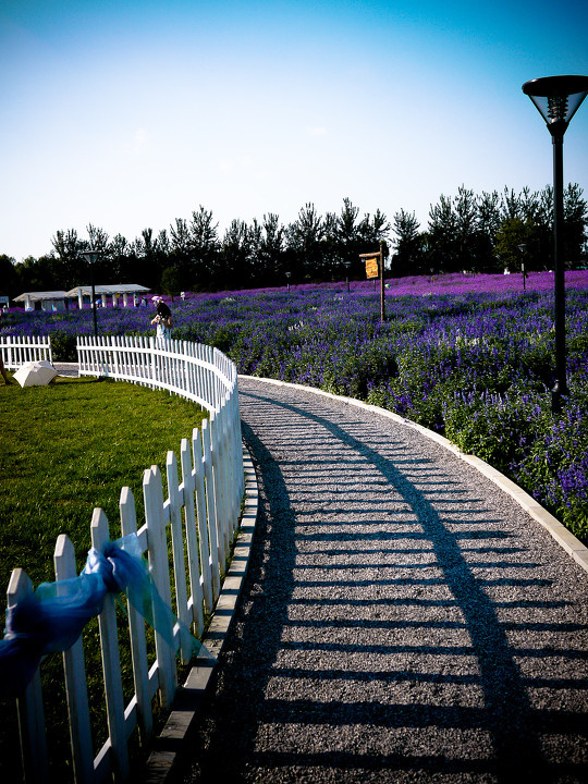 蓝调薰衣草庄园