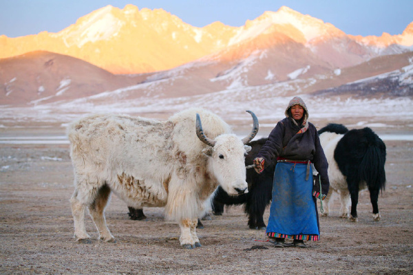 标签:花石峡青海藏民牦牛