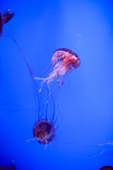 jellyfish
