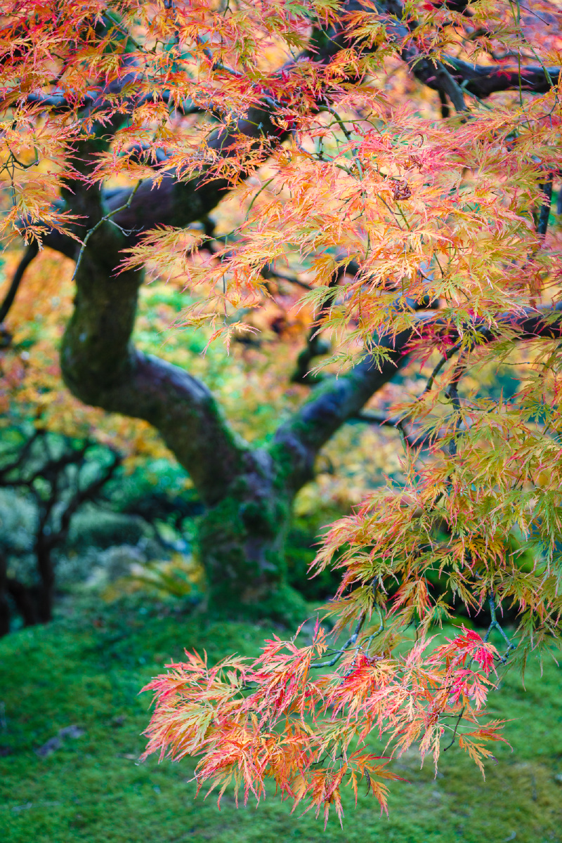 那棵著名的枫树.