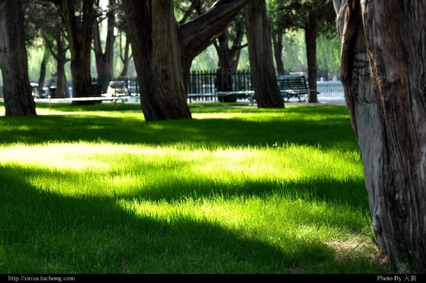 洒满阳光的草坪