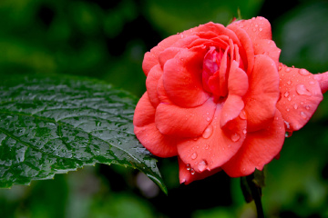 做最专业的摄影社区