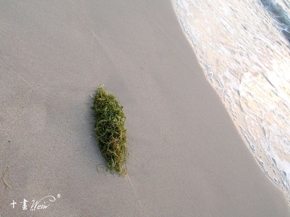 最小的海藻图片