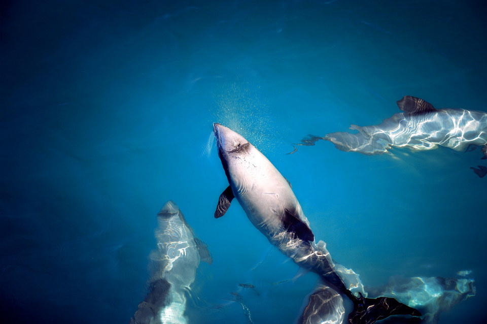 旅途中的动物 -hector dolphin - 旅途中的动物 -hector dolphin - 文