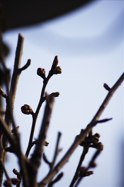 花苞 心早就飘到武大的樱花雨中,但身不能往,无奈!  好在院落桃花正盛
