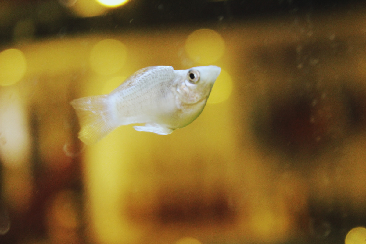 需要你,我是一只鱼.