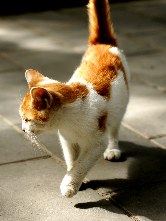 猫步.jpg