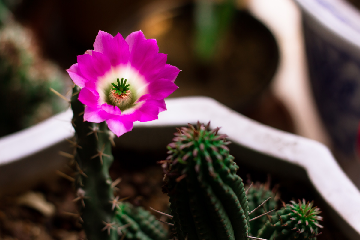 >> 文章内容 >> 开花 奥兰多布鲁姆为什么叫开花?