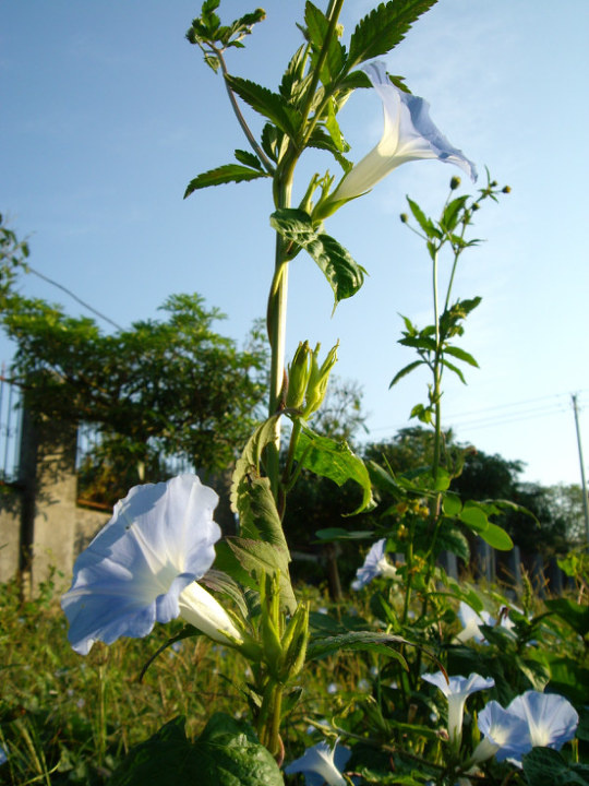 院子里的喇叭花