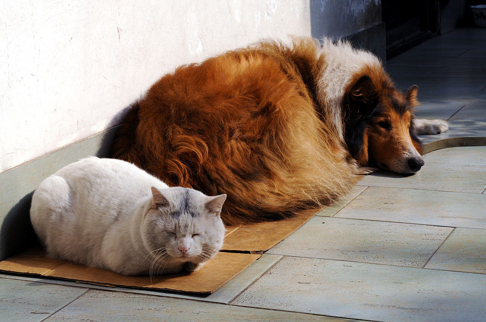 邻居家的阿猫阿狗