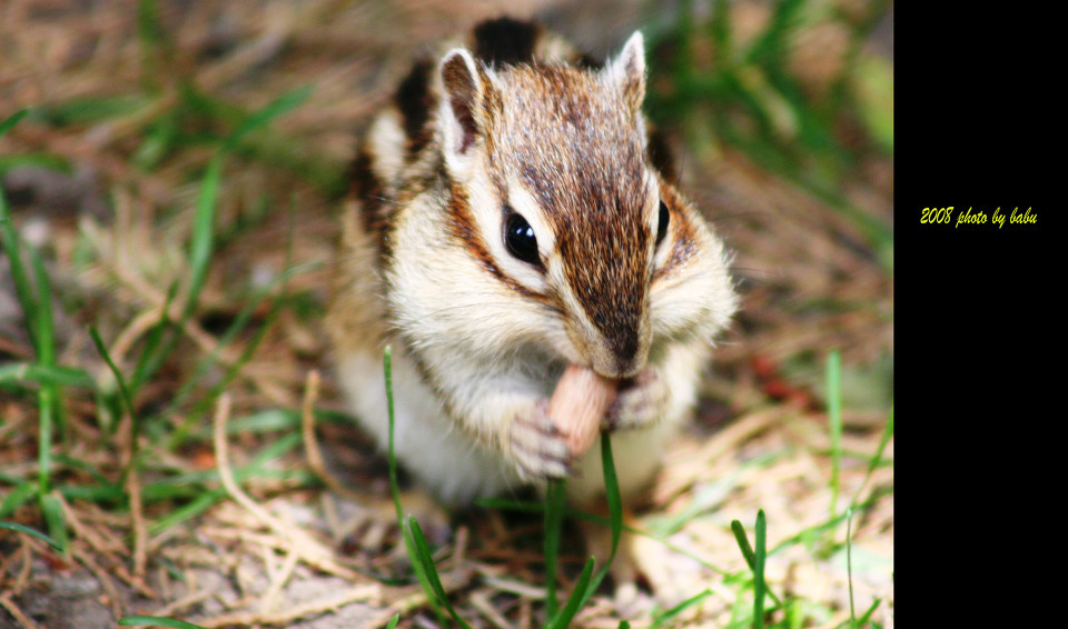 松鼠1