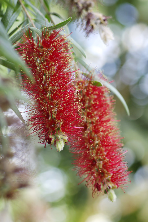 [中山植物园] botanical garden