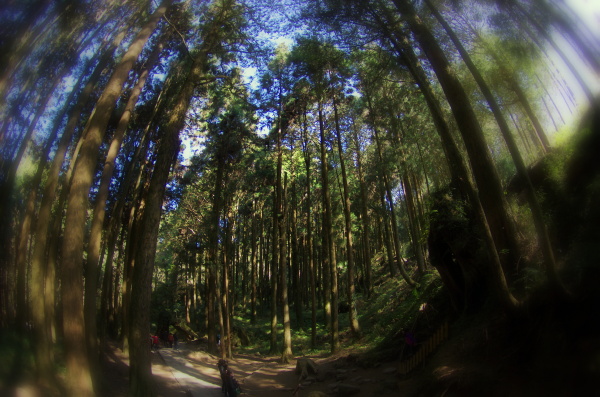 扫描台湾岛(2)阿里山 - 不飞鸟 - 画虫小组 - 图虫摄影网