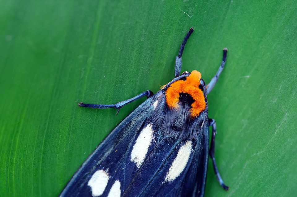 dsc_5060_ - 昆虫, 蛾 - 巨网苔蛾(macrobrochis gigas) - 无聊猪