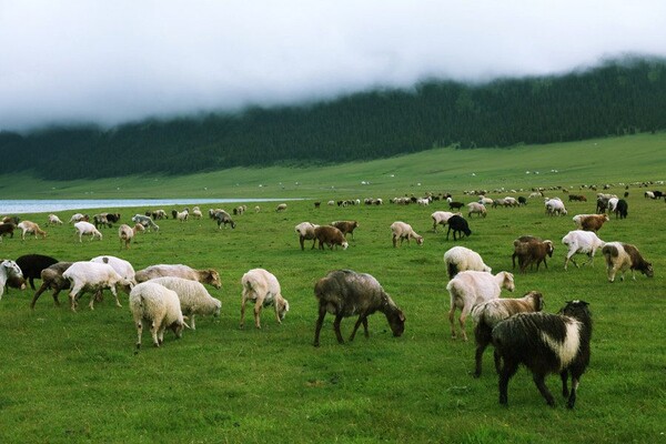 赛里木湖变的草原与羊群.jpg