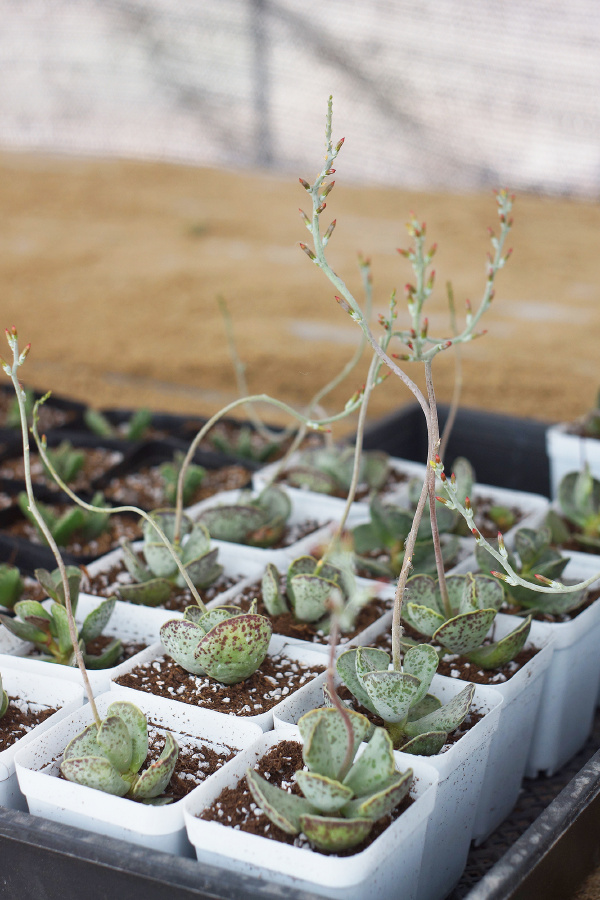 多肉植物 御所锦 adromischus maculatus