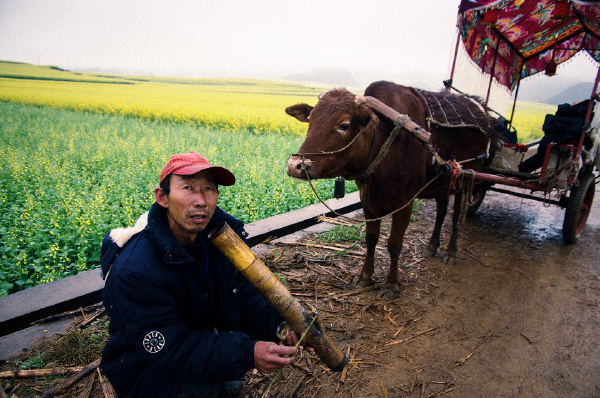 花海中拉牛车的老人