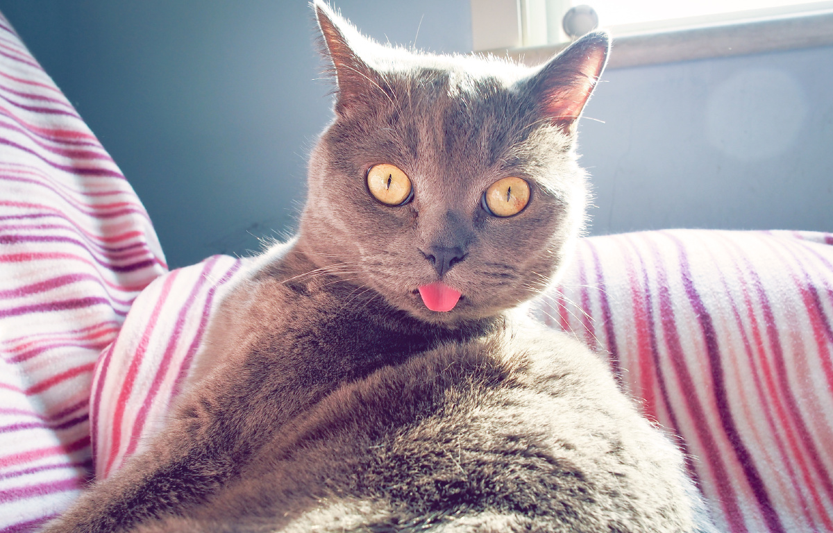 活见鬼了呀!舔着舔着毛突然就愣住了!一定是看见了什么不干净的东西