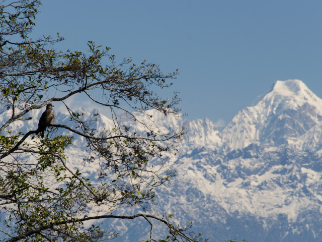 鸽子鸽子 屋脊 mountain himalaya喜马拉雅山脉的尼泊尔角度the north