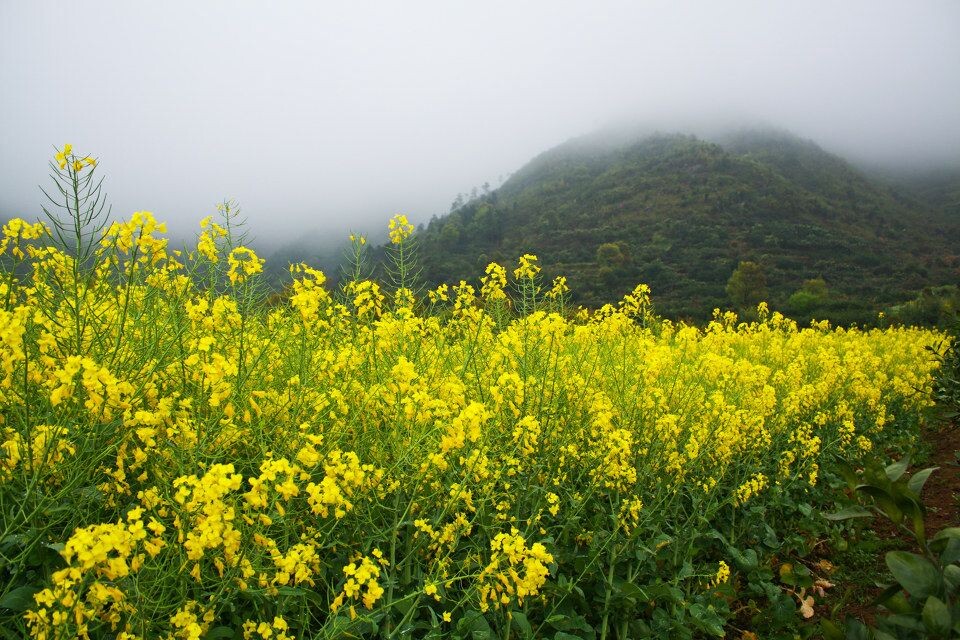 （原创）云雾山菜花黄——安徽歙县石滩村