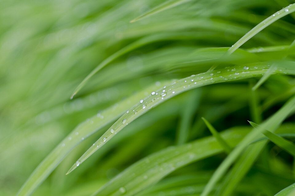 青青河邊草