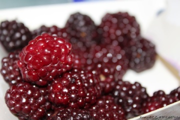 fresh black berries