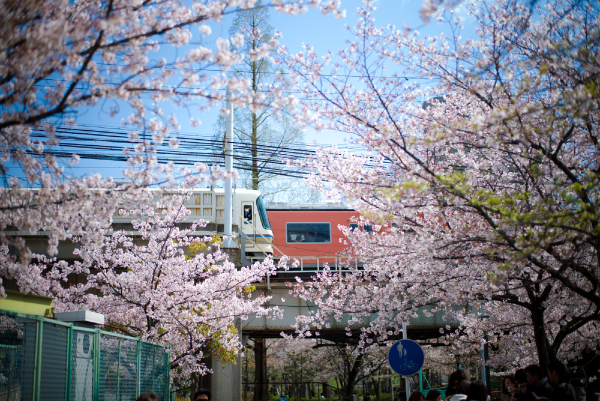 樱花季节的电车情结