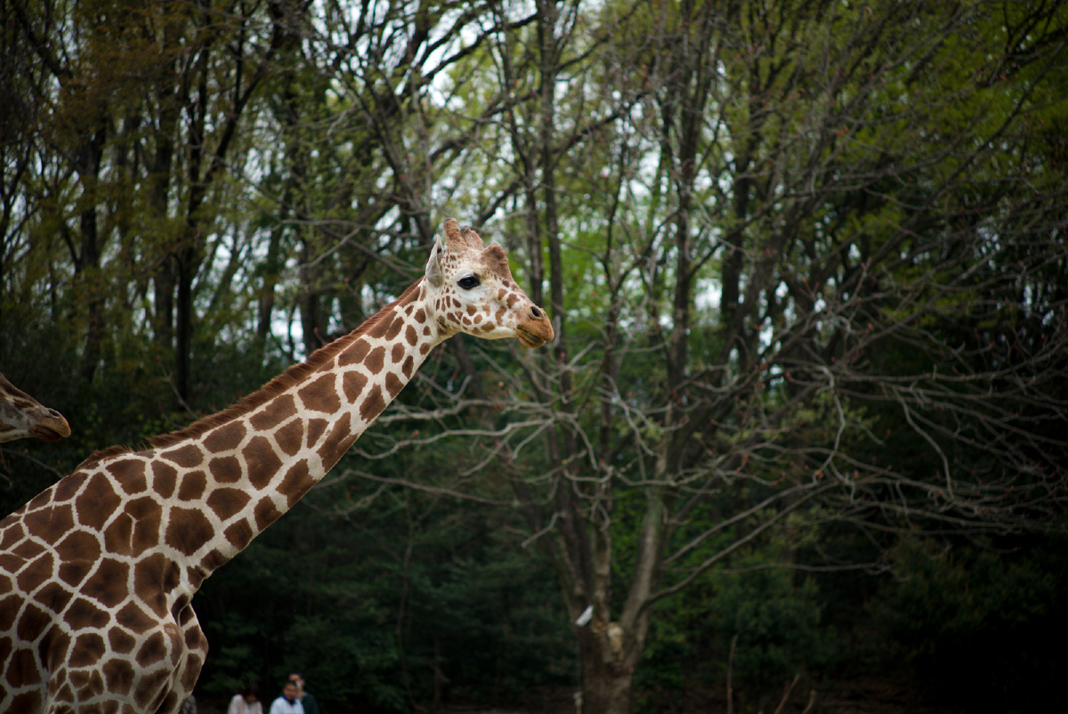 长颈鹿的生态 - 动物, 自然, 色彩, 可爱, 日本, 长颈鹿 - 长颈鹿的
