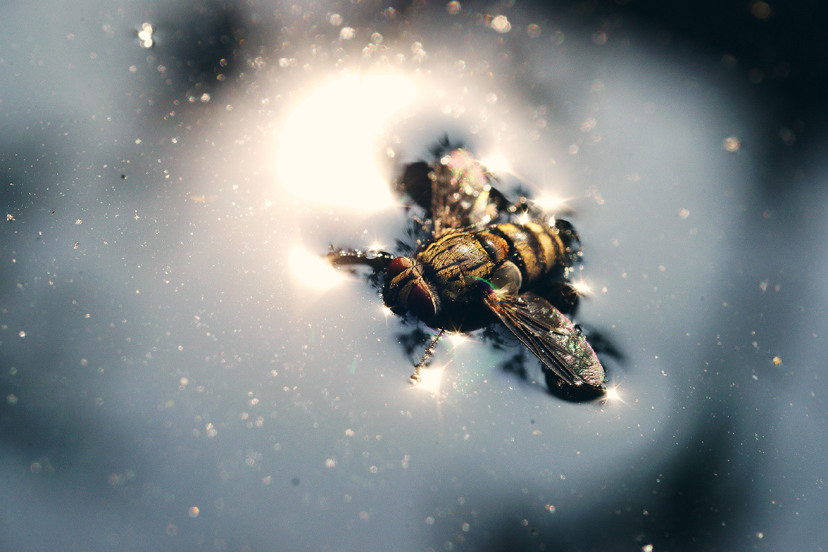 有只乌蝇跌落水