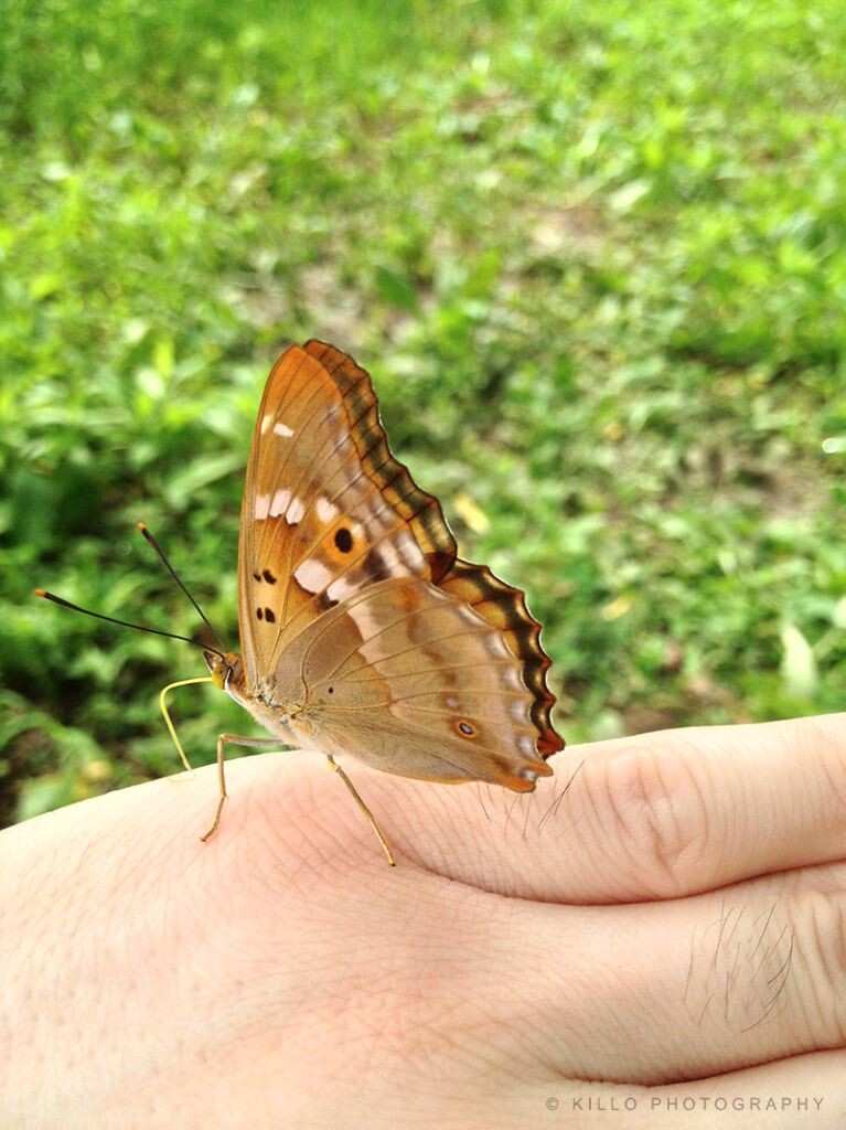 蝴蝶停在手上的图片图片