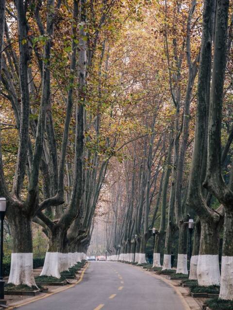 南京梧桐林图片