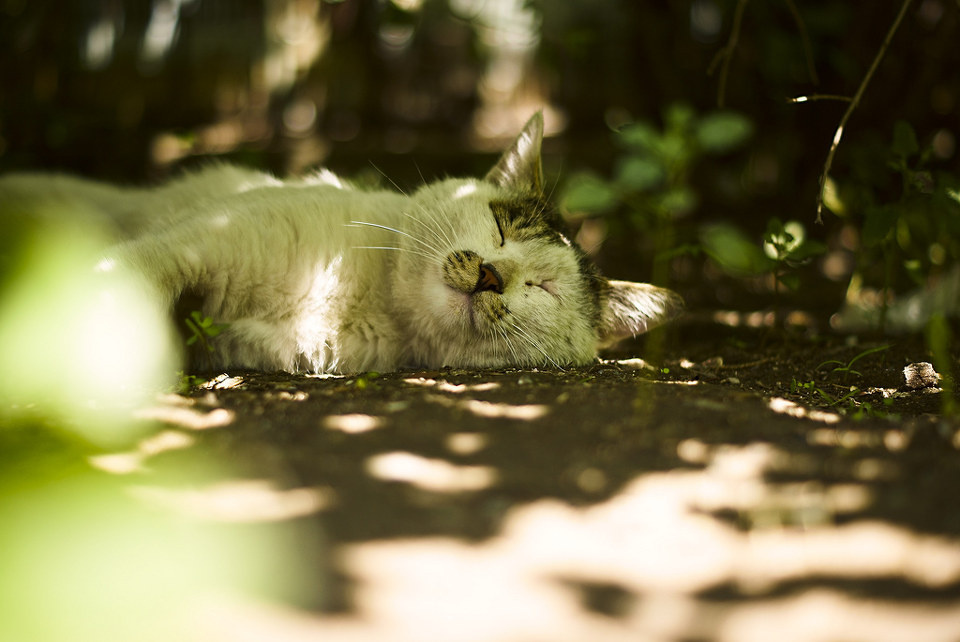 午间小憩 - 猫, 色彩, 原创, 街头 - 涛辰 - 图虫摄影网