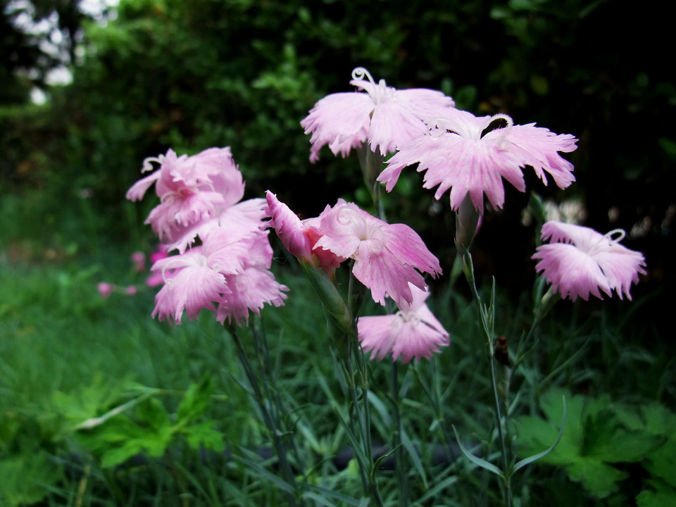 中华石竹 - sabrinakadi - 图虫摄影网