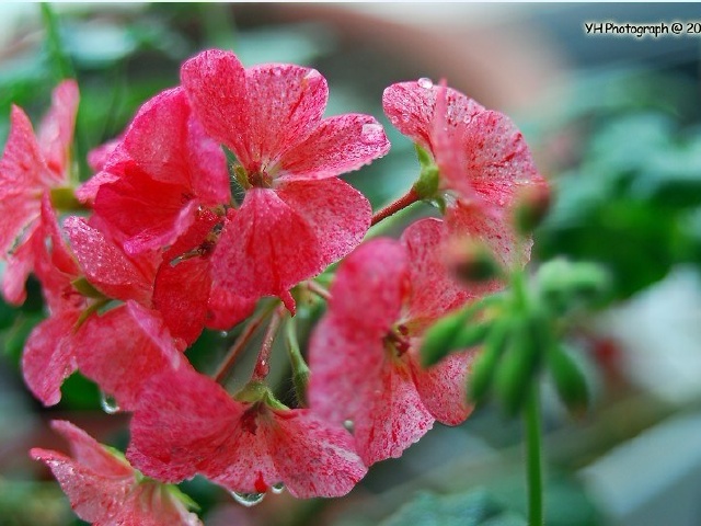 novruz mubarak bolsun