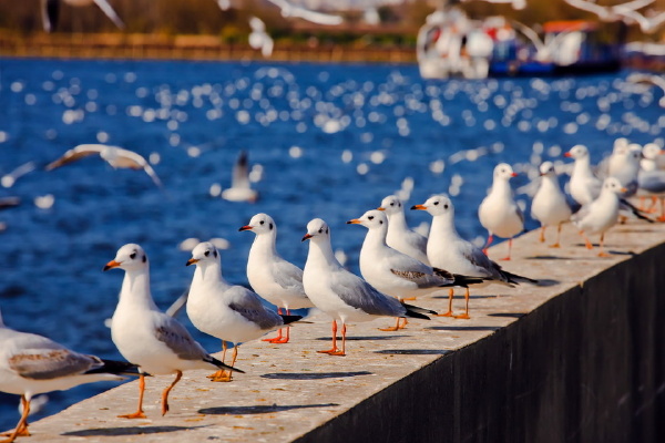 昆明海埂-红嘴鸥 (6 - 6)-1_小.jpg