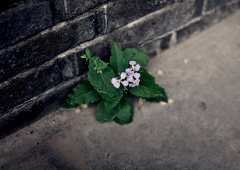 《墙角的花:滤镜1》