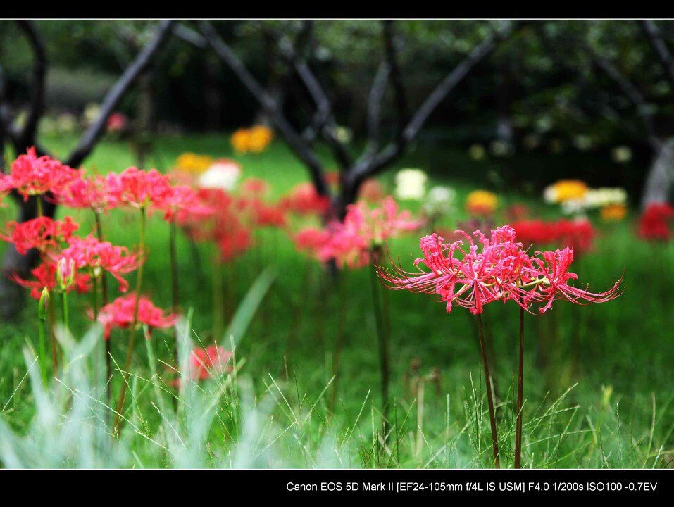 代表黑暗和绝望的花(代表黑暗和绝望的花语)