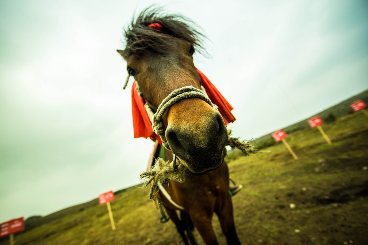 看第一本《ef镜头宝典》里一张前川贵行大师拍的一张透视感很强的马脸