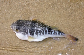 被海水冲上沙滩的鱼