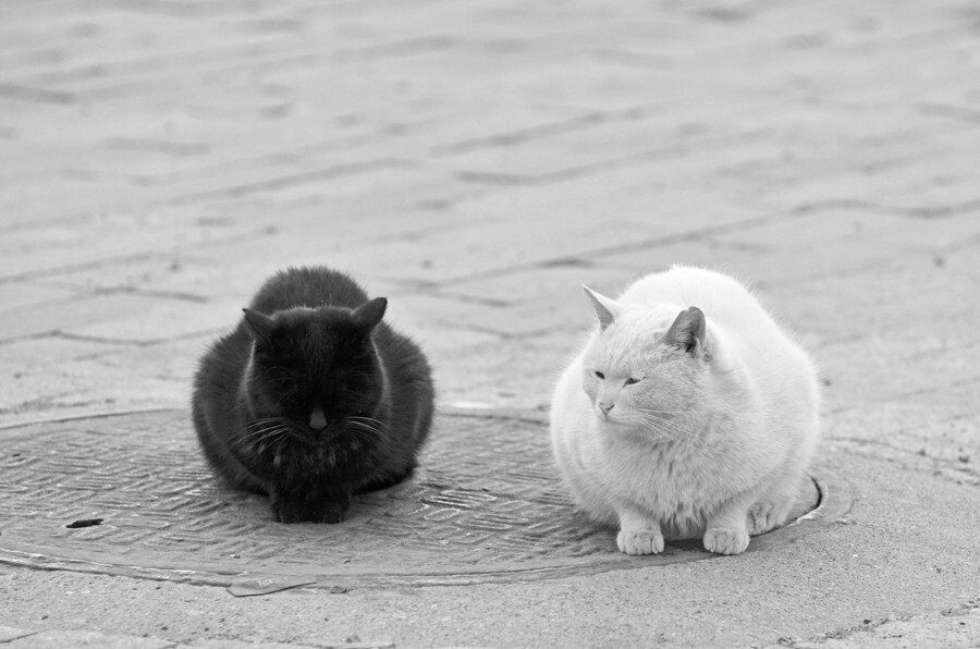 白猫黑猫