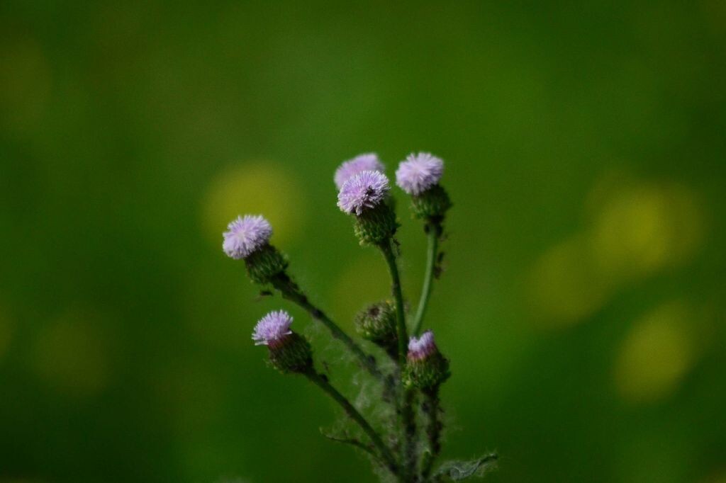 小紫花