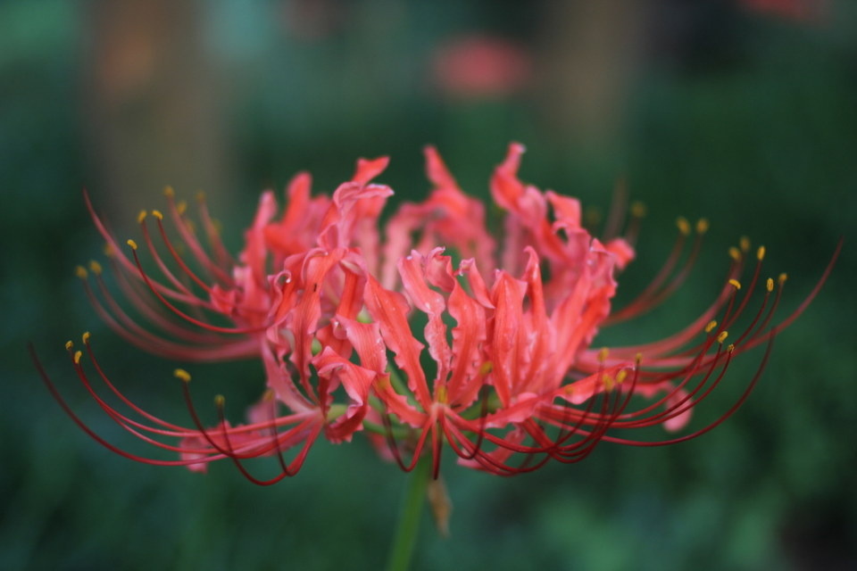 西湖边的彼岸花