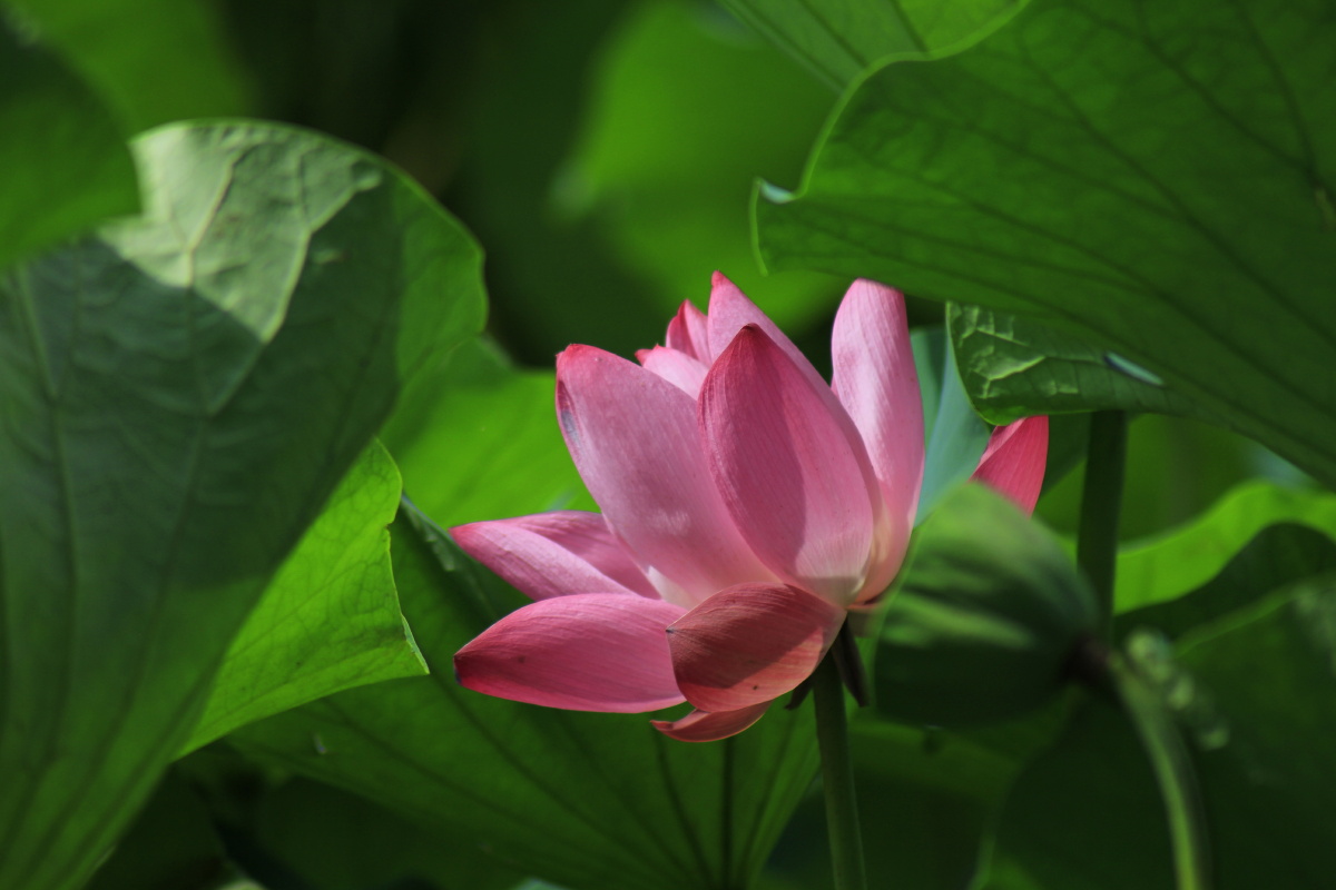 多彩甲壳虫 leica summilux-m 50mm 1:1.