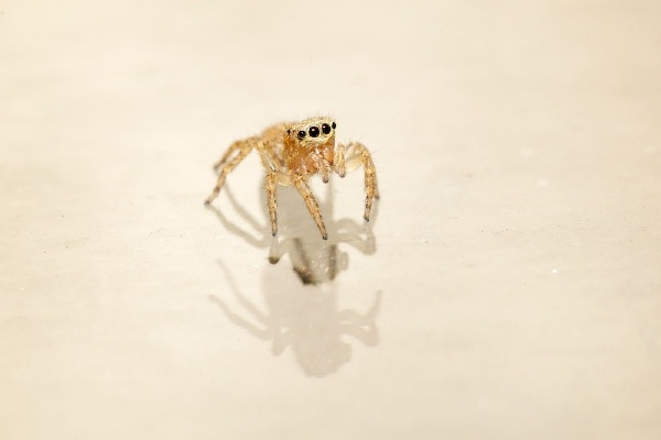 跳蛛jumpingspider