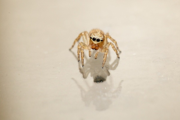 跳蛛jumpingspider