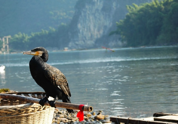 漓江鱼鹰