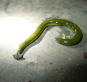 锤头蛞蝓 strange hammer-shaped slug