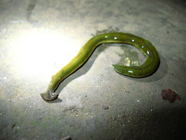 锤头蛞蝓 strange hammer-shaped slug